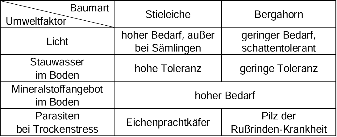 Tabelle: Stieleiche vs. Bergahorn – Licht, Staunässe, Nährstoffbedarf, typische Parasiten